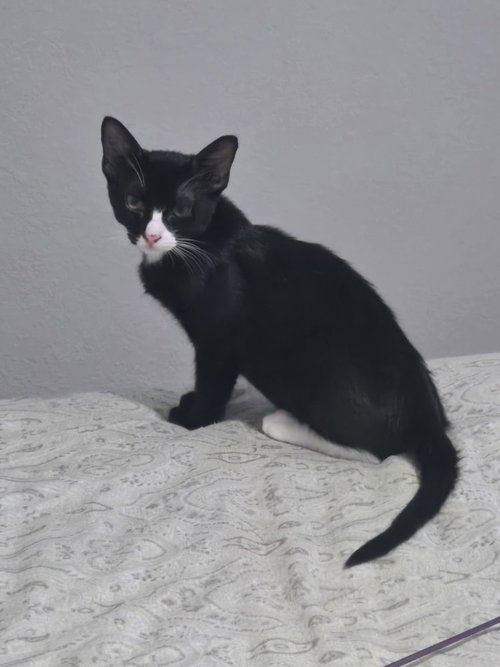 Gabriel Bixby, a cat for adoption from A Voice for All Paws, Inc.