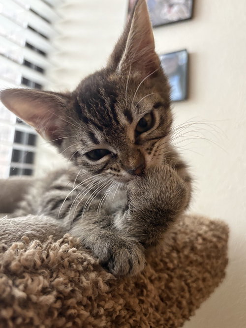 Remy Ratatouille, a cat for adoption from A Voice for All Paws, Inc.