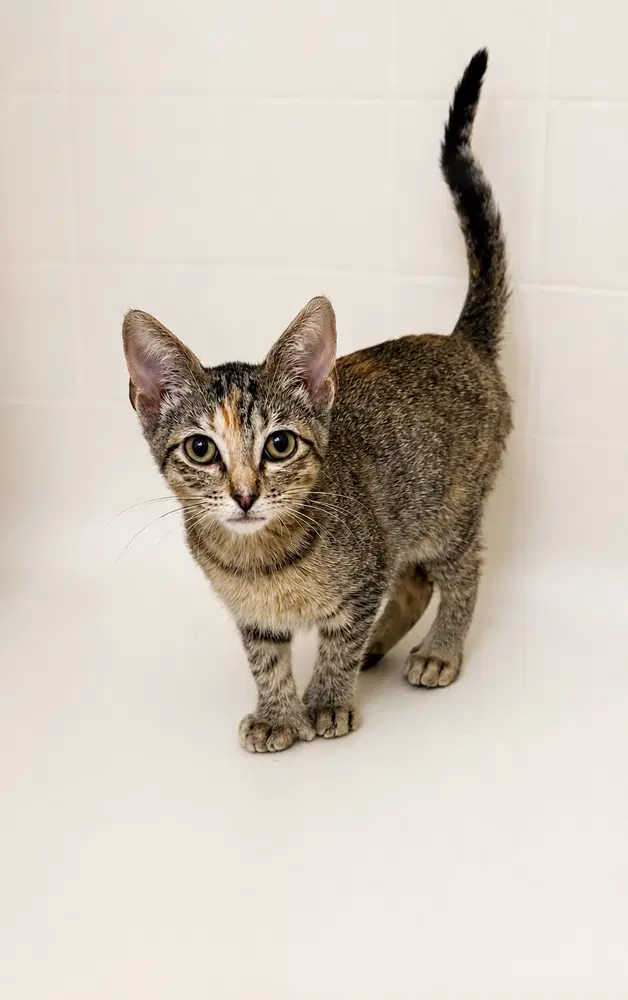 Tempurra - Extra-Toes Cat (Hemingway Polydactyl)