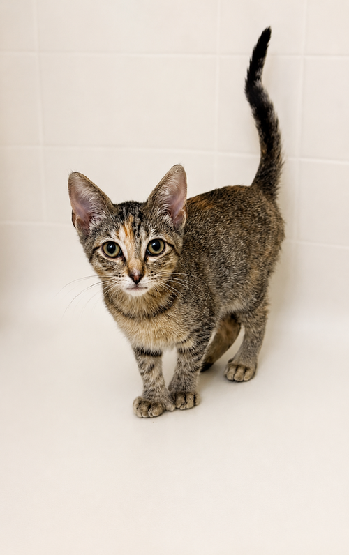 Tempurra, a cat for adoption from A Voice for All Paws, Inc.