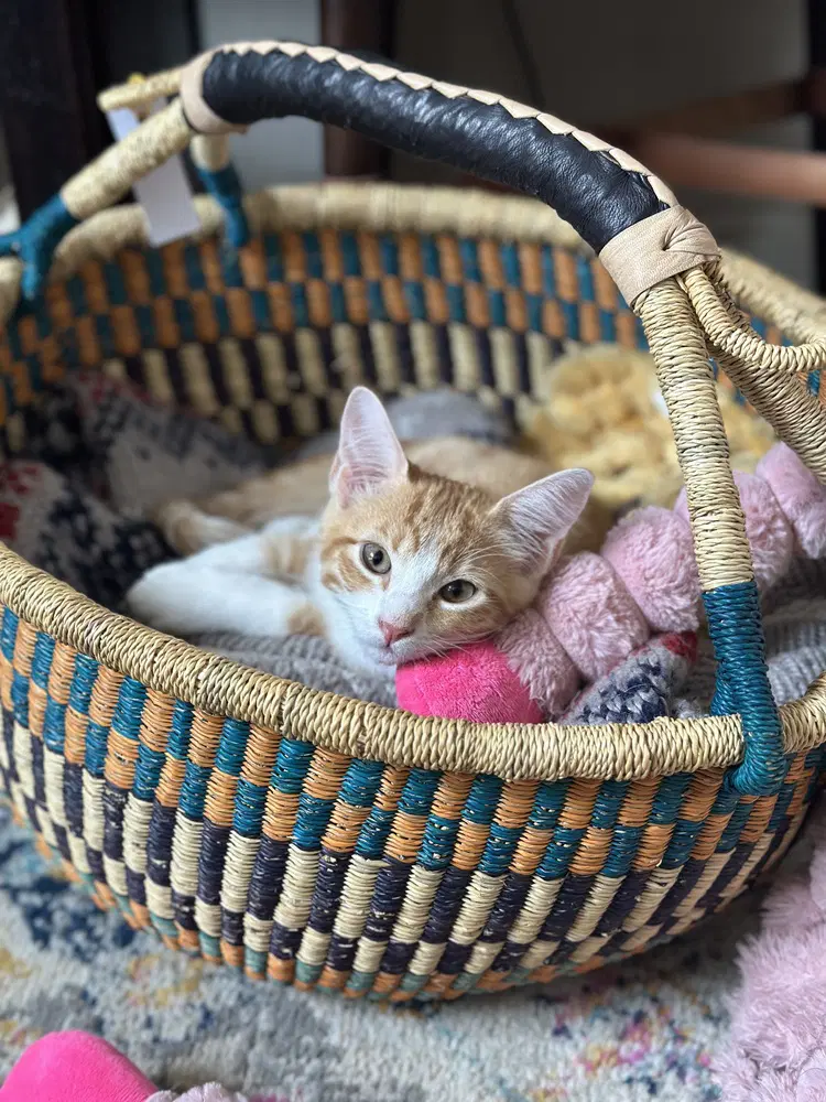 Mango - Domestic Short Hair