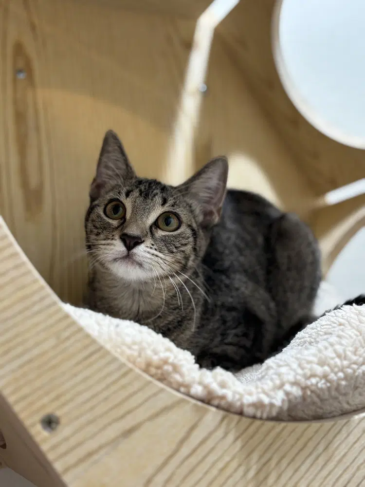 Artic - Domestic Short Hair