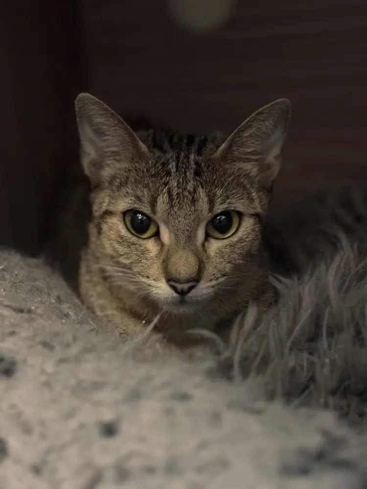 Avalanche - Domestic Short Hair