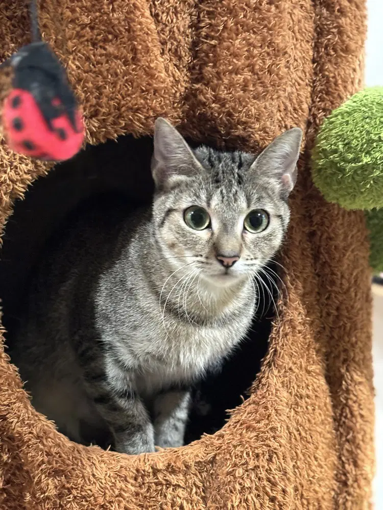 Avalanche - Domestic Short Hair