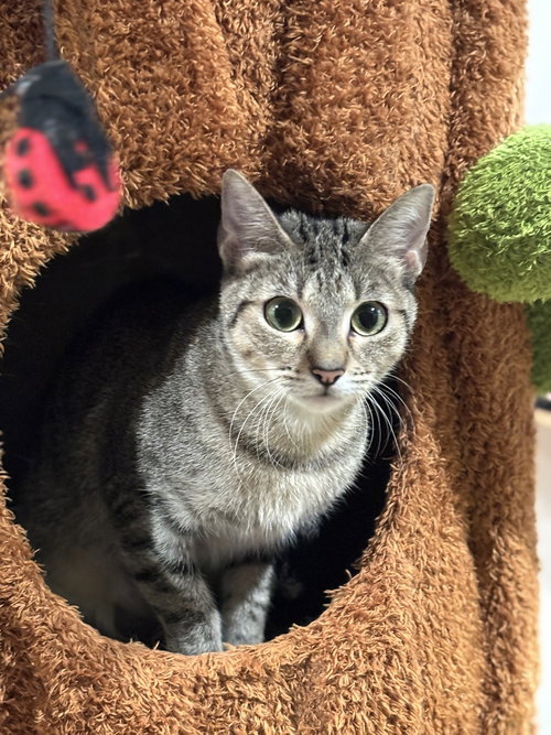 Avalanche, a cat for adoption from A Voice for All Paws, Inc.