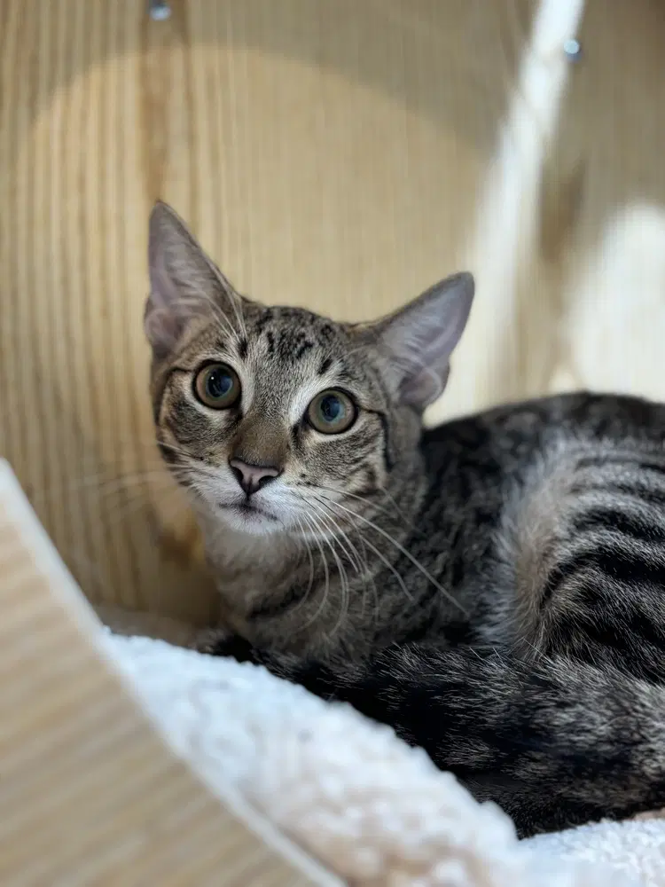 Alpine - Domestic Short Hair
