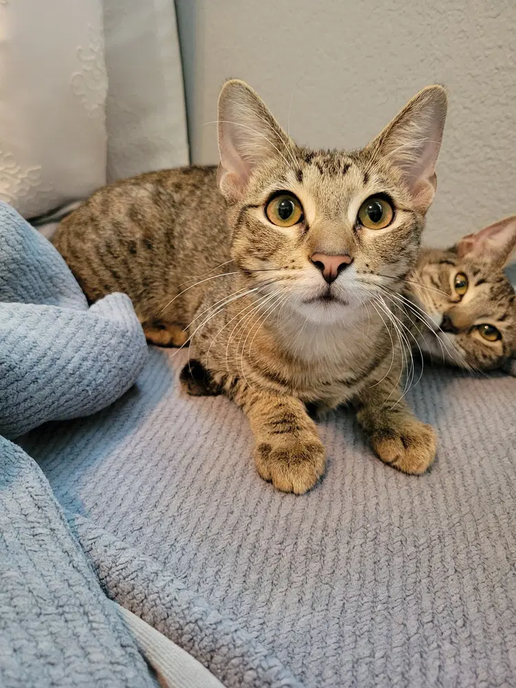 Alpine - Domestic Short Hair