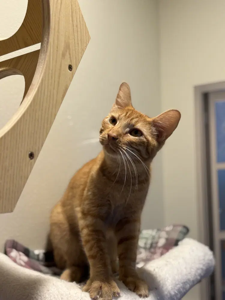 Robert Cattinson - Domestic Short Hair