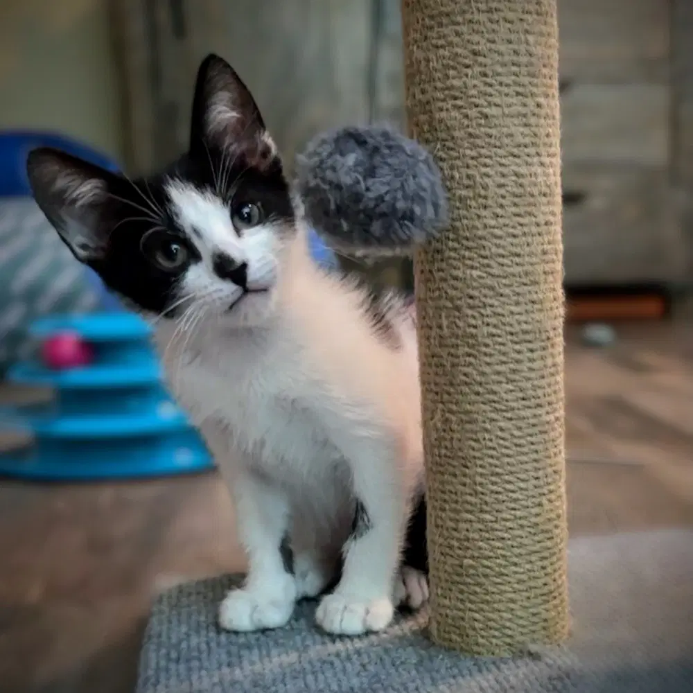 Pip - Domestic Short Hair