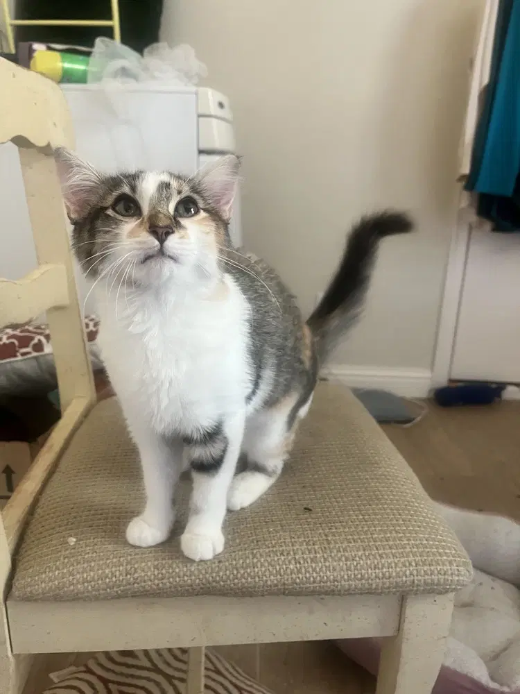 Cider - Domestic Short Hair