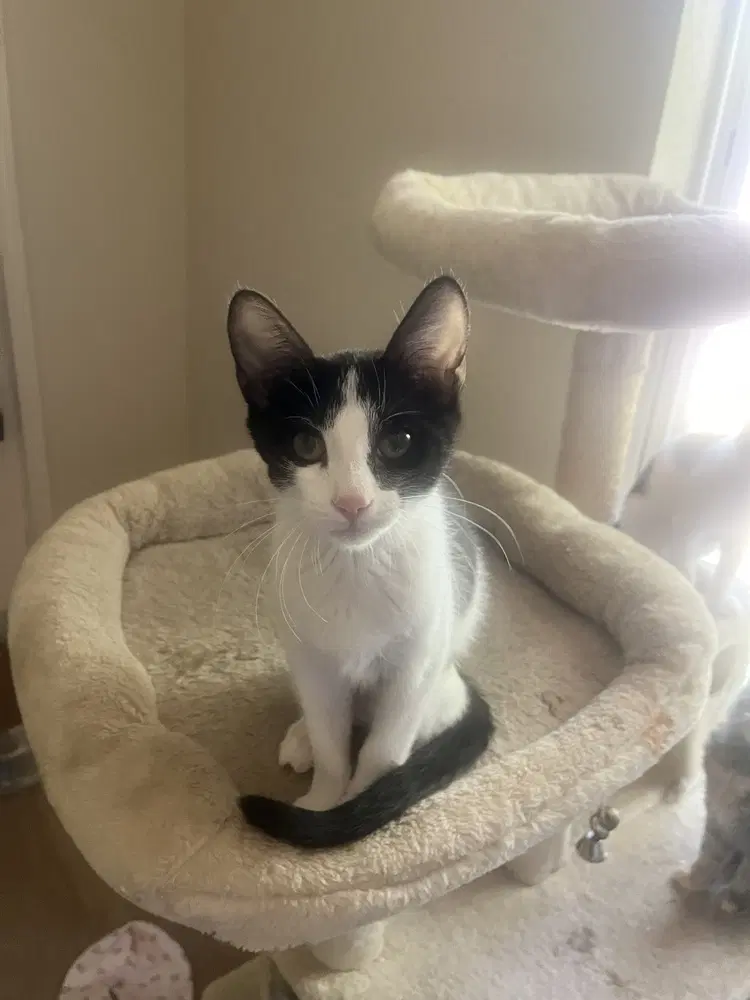 Cider - Domestic Short Hair