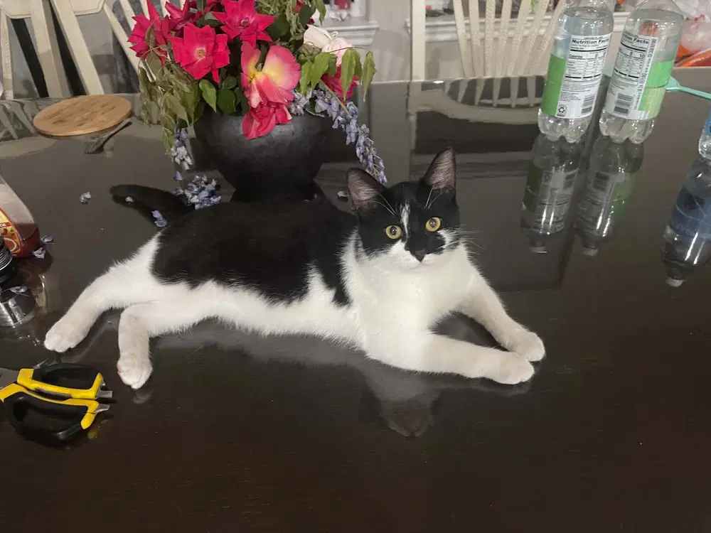 Panda - Domestic Short Hair