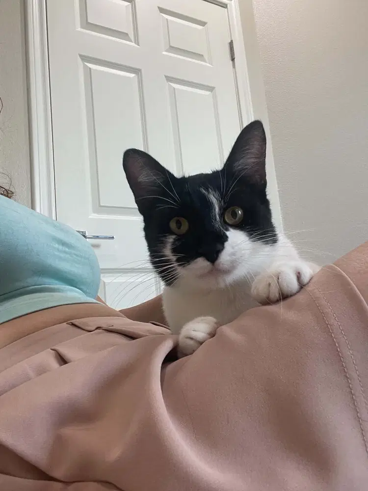 Panda - Domestic Short Hair