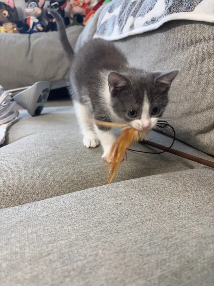 Countess Custard - Russian Blue