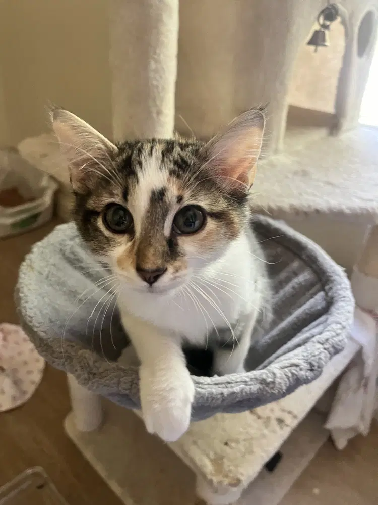Maggie Mae - Calico