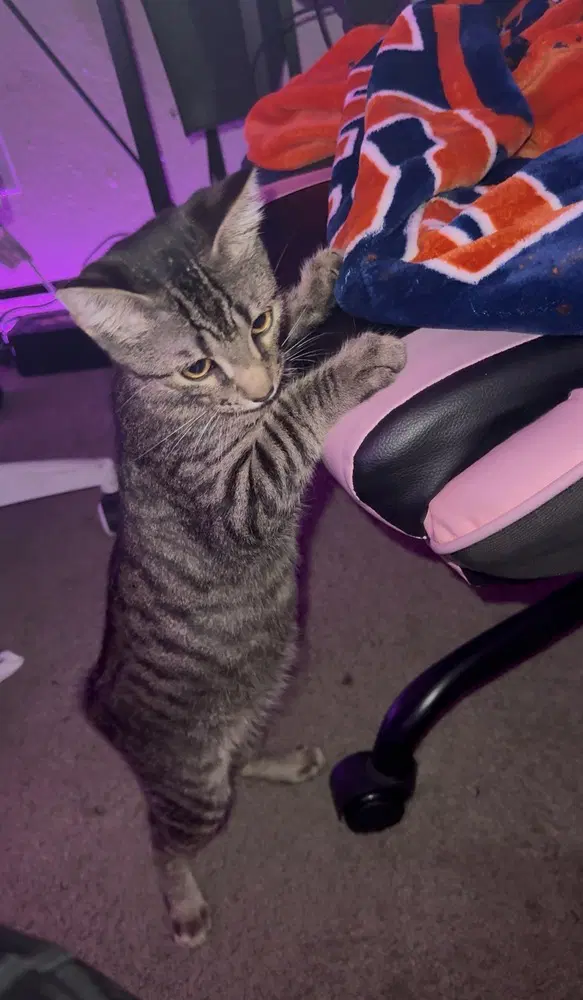 Beny-Dryl - Domestic Short Hair