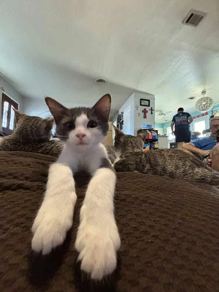 George Porgie Washington - Domestic Medium Hair