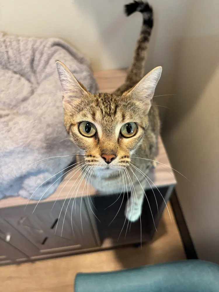 Geneva - Domestic Short Hair