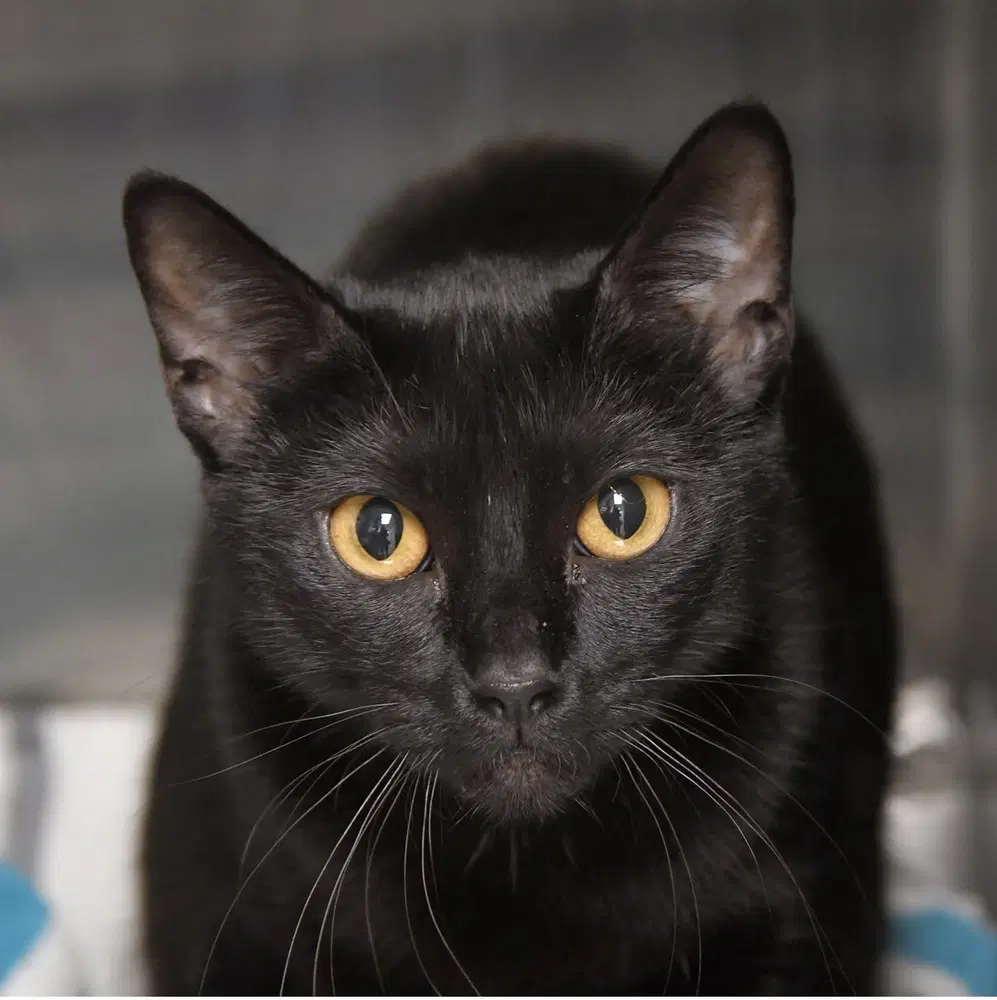 Squeaks - Domestic Short Hair