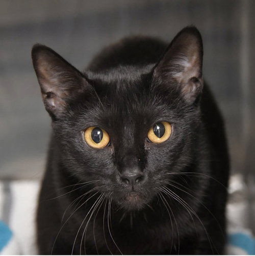 Squeaks, a cat for adoption from A Voice for All Paws, Inc.