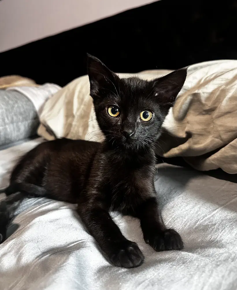 Dagobah - Domestic Short Hair