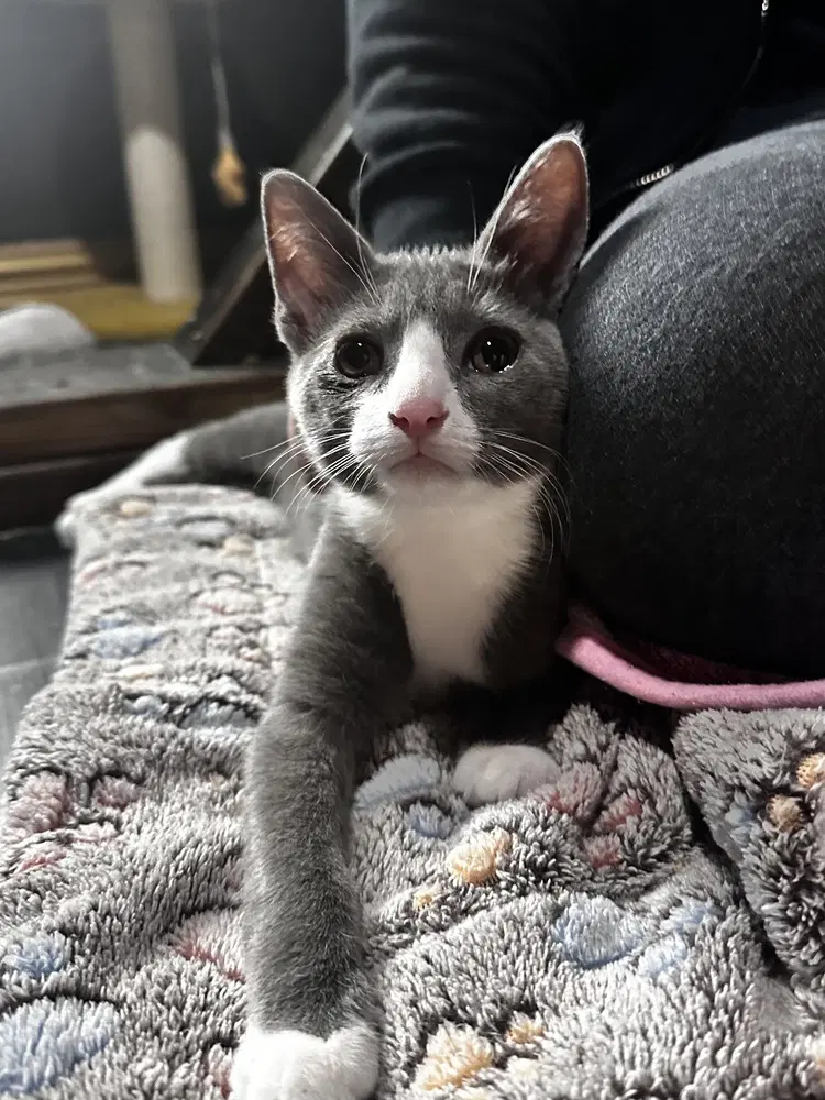 Hoth - Domestic Short Hair