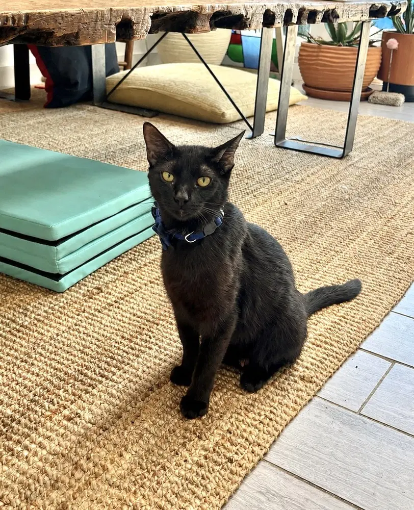 Cleocatra - Domestic Short Hair