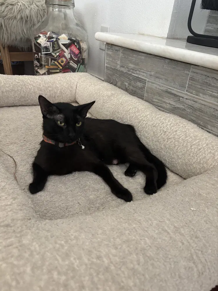 Cleocatra image 2