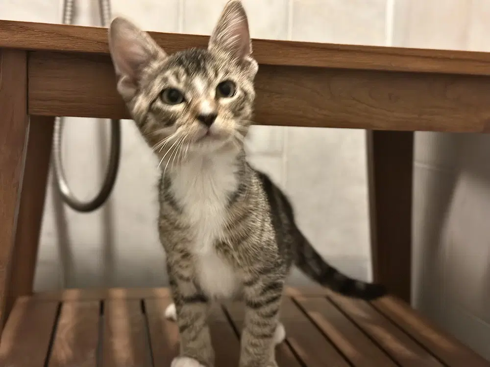 Turd Ferguson - Domestic Short Hair