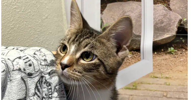 Turd Ferguson - Domestic Short Hair
