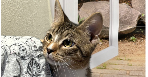 Turd Ferguson, a cat for adoption from A Voice for All Paws, Inc.