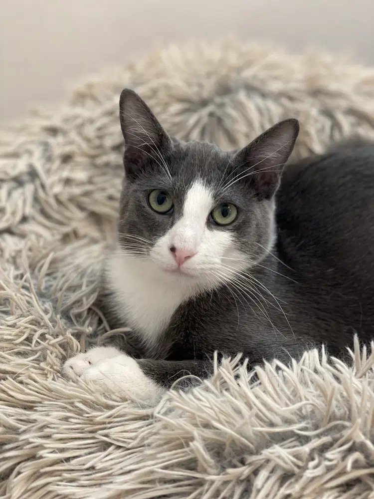 Remy - Domestic Short Hair
