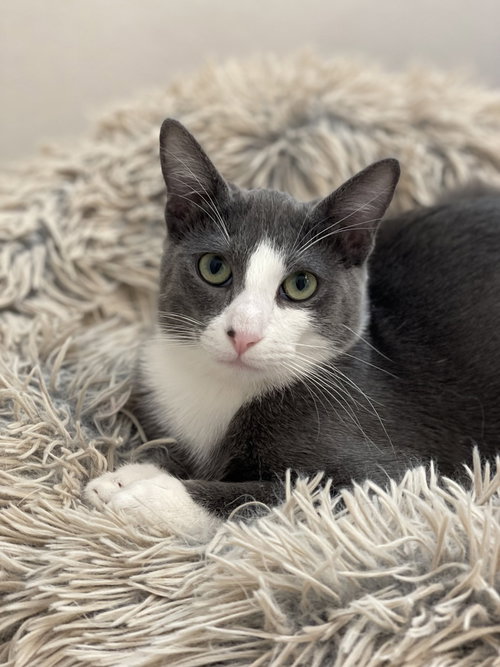 Remy, a cat for adoption from A Voice for All Paws, Inc.
