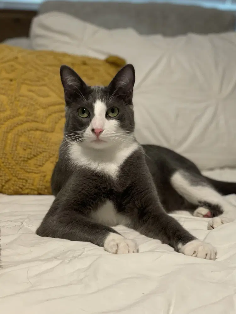Remy image 3