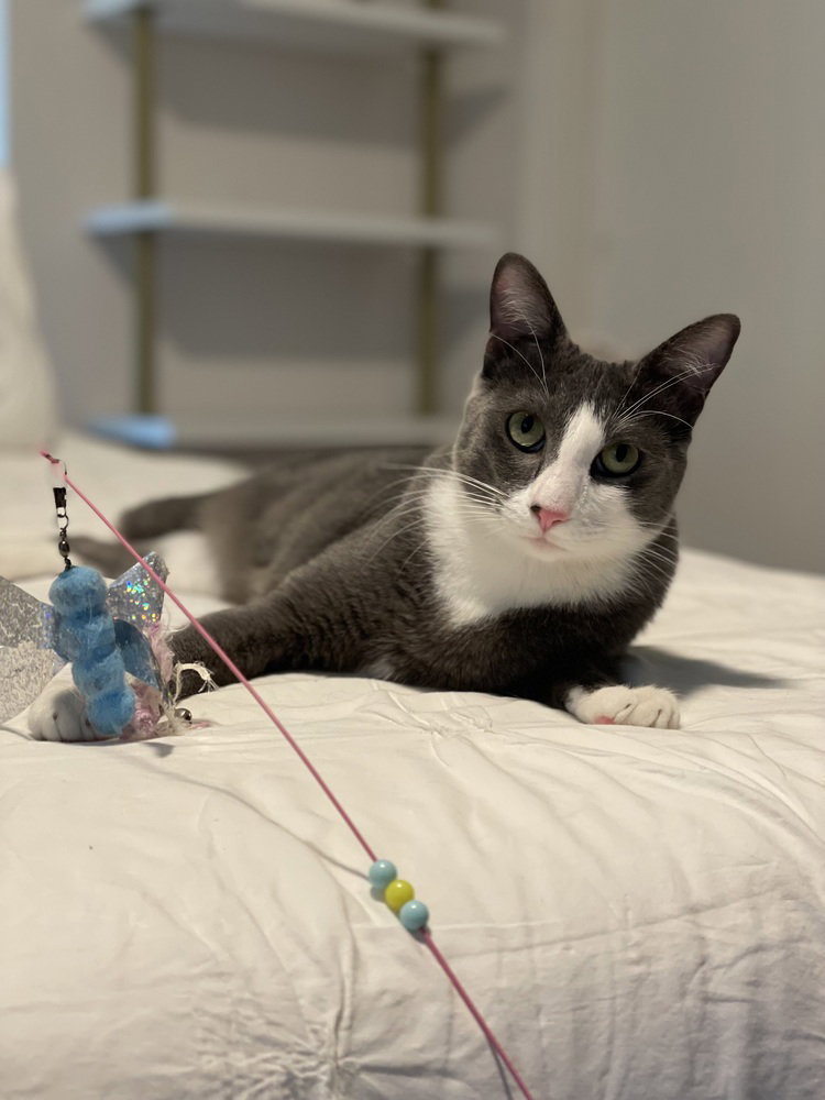 Remy, photo 4