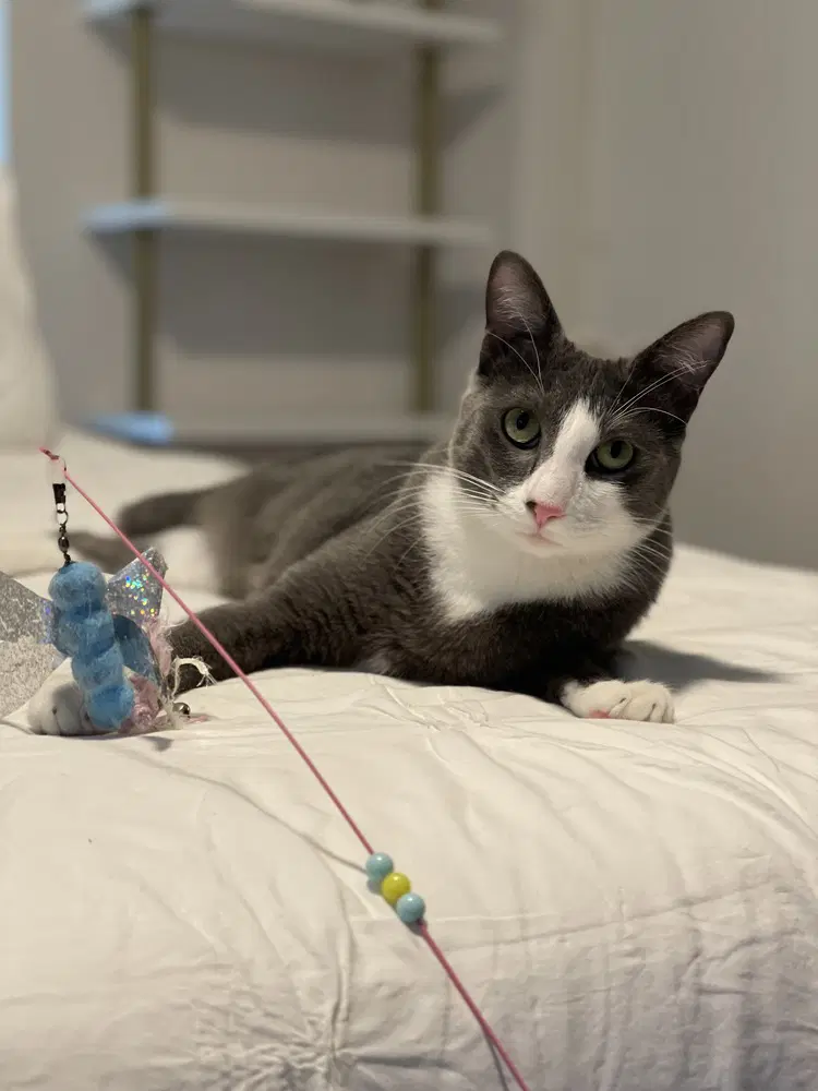 Remy image 4