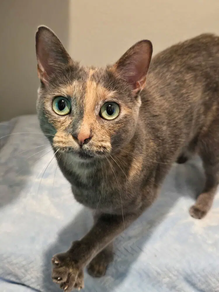 Gretel - Calico
