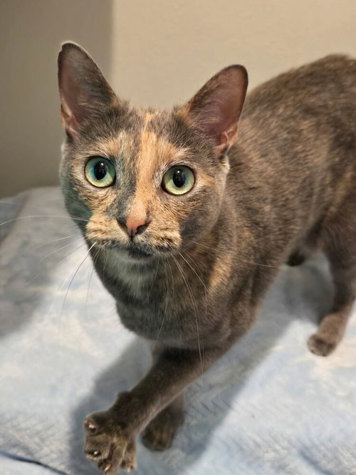 Gretel, a cat for adoption from A Voice for All Paws, Inc.