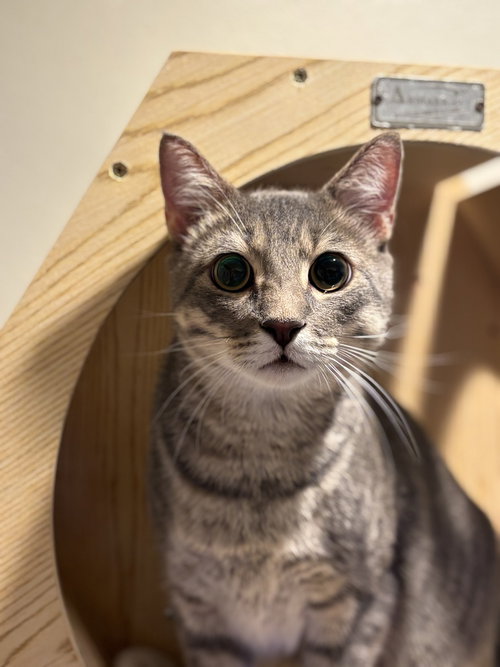 Reese's, a cat for adoption from A Voice for All Paws, Inc.
