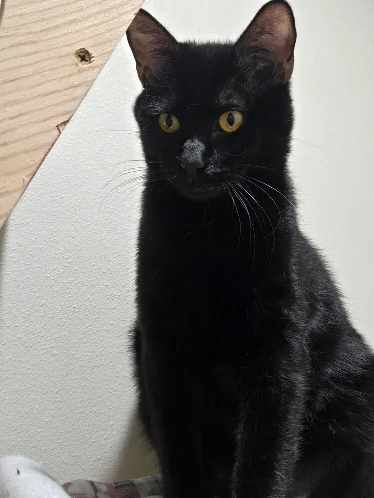 Choco Nano - Domestic Short Hair