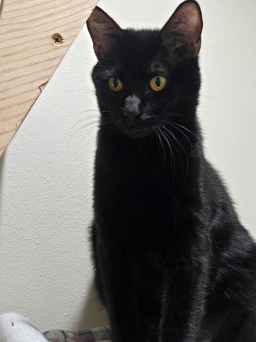 Choco Nano, a cat for adoption from A Voice for All Paws, Inc.