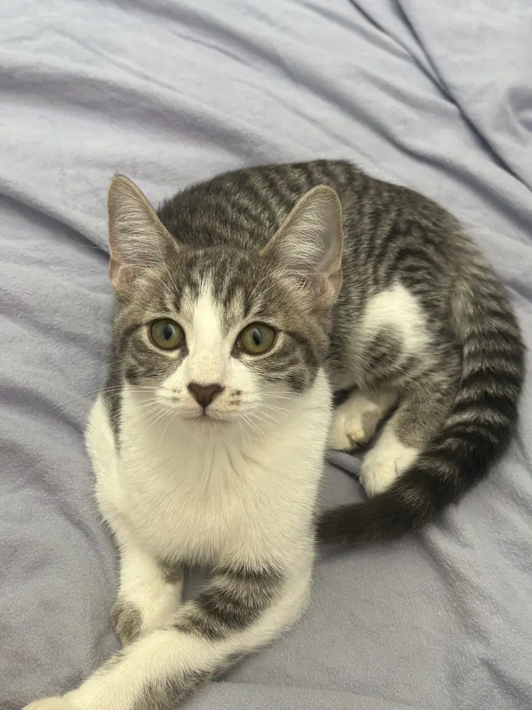Churu - Domestic Short Hair