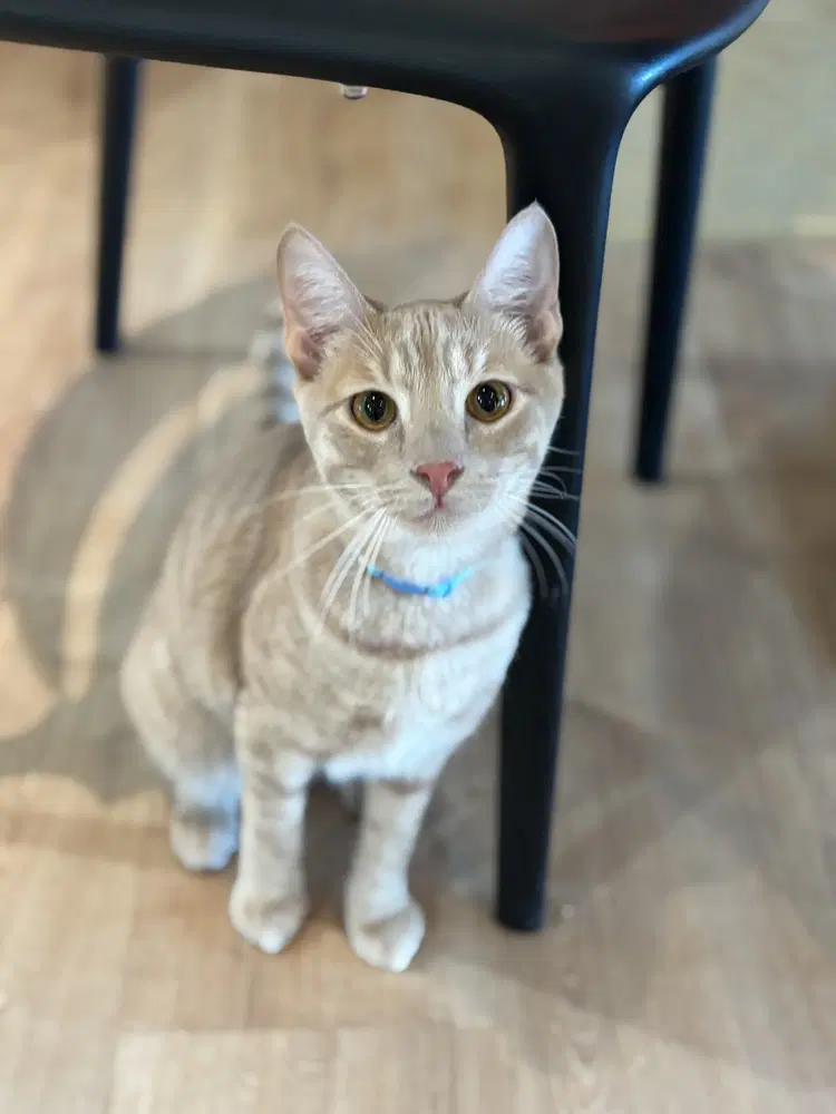 Drubert - Domestic Short Hair