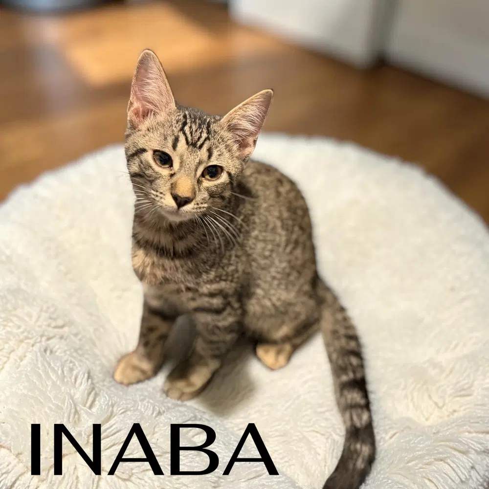 Inaba image 2