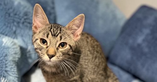 Inaba, a cat for adoption from A Voice for All Paws, Inc.