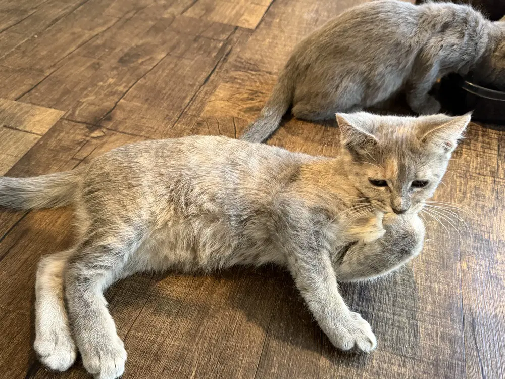 Virginia Au Augustus - Domestic Short Hair