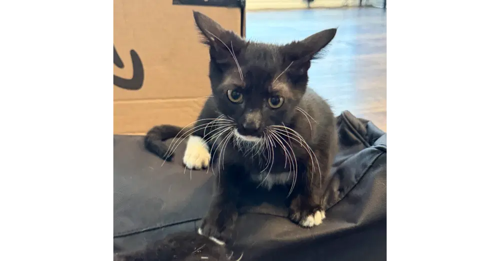 Darrow Of Lykos - Domestic Short Hair