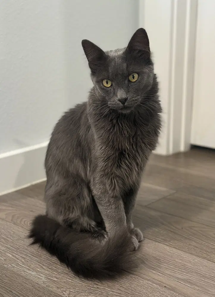 Henry - Russian Blue