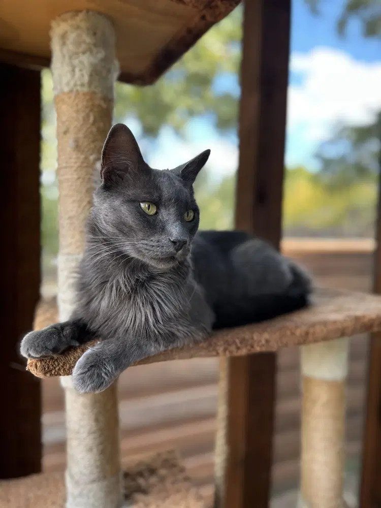 Henry image 3