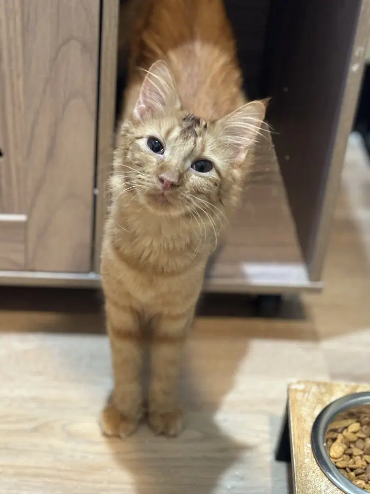 Fran - Domestic Medium Hair